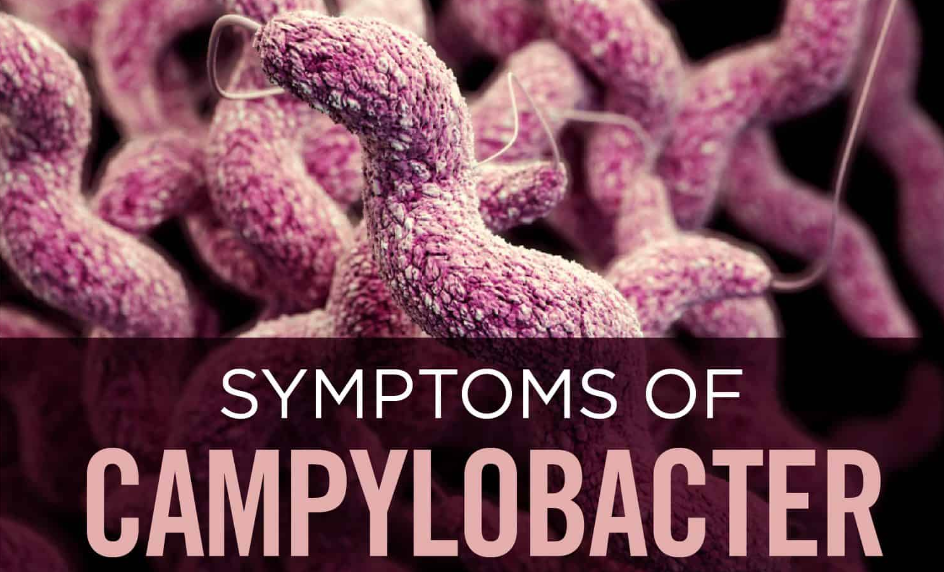Campylobacter